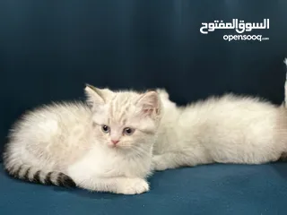 1 قطط ام شيرازية واب سكوتشي