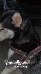  1 كلب هاسكي انثى حامل