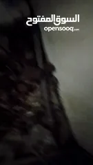  3 جوز أرانب فرنسيات10جاوا