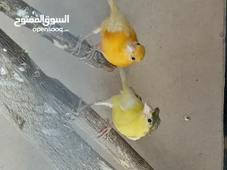  1 حبتين كنار أحمر واصفر مقرفل العمر شهرين