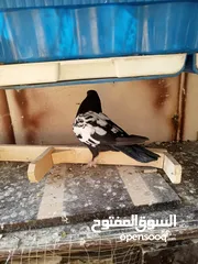  6 جوز مزهورات سود
