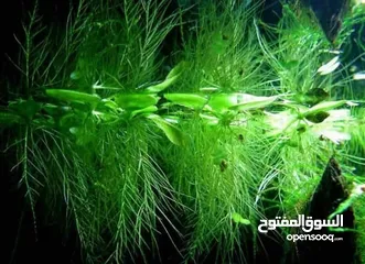  7 سمك ، نبات طافي طبيعي لأحواض السمك (مفيد للـ سمك) من نوع Dwarf water lettuce