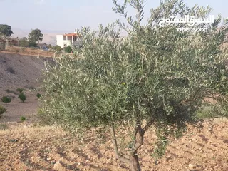  3 سبع دونمات في صروت مزروعة زيتون اطلالة مرتفعة منطقة شاليهات الدونم عشرين قابل