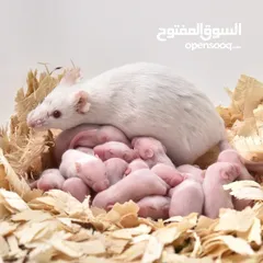  1 مايس تجارب وتاكيل زواخف كلمني واتي
