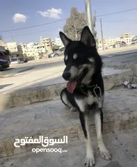  5 كلب هاسكي سايبيري