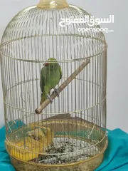  4 one year old parrot for sale last price 25 rial with cage