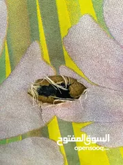  2 تربيزه مكواه