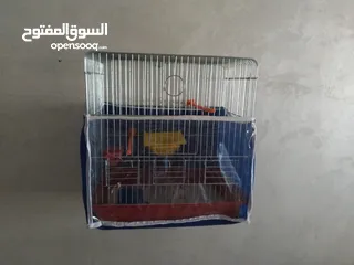  7 للبيع جوز شغالات مع فرخين عمر الفراخ 10 ايام مع قفص اربع معالف وقفص ثلاث معالف الجوز ما شاء الله