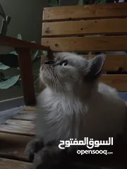  1 بيع قط طة هملايا