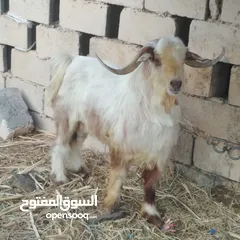  1 تيس رحبي للبيع