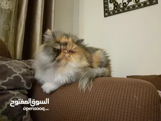  2 قطة انثى بيرشن بيور