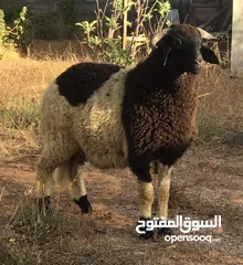  8 خروف وطني ربي يبارك