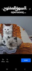  2 قطط همالايا  وشيرازي  للبيع
