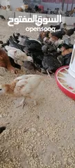  3 موجود صوص بلدي