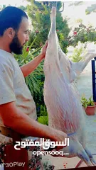  11 لحام متنقل ذبح أضاحي خاروف عجل بلدي جمل غنم بلدي روماني برزيلي كولمبي اسباني خروف بلدي جزار متنقل