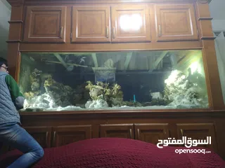  3 حوض سمك بحري حجم ضخم جدا جدا 240X100x100 إرتفاع الحوض مع البوفيه 270 مع كامل اجهزتو