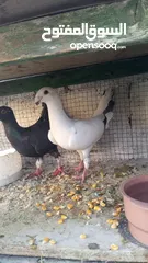  1 جوزين حلوات      بطارد على بيض