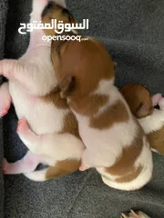  1 puppies pure