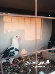  24 حمام مشكل زوجل مكتيف بلجكه جوز حمام انواع