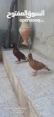  3 حمام للبيع