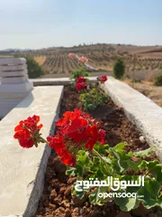  5 مزرعة في الأردن للبيع في المفرق