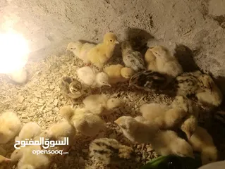  1 بيع صيصان فر