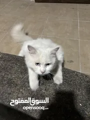  1 قطط للبيع النوع هملايا