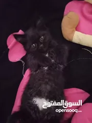  13 2 ذكر 2 اناث