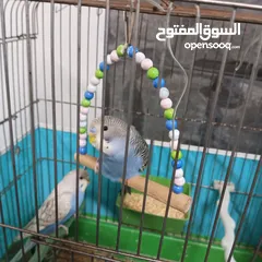  15 بسمله الرحمان الرحيم زوج تحتيهن ثلث فراخ   ويجي معهن ثلاثت أناث واحد ذكر بصلاة على النبي
