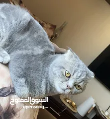  1 قط للبيع  سكوتش فولد ذكر