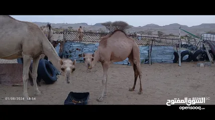  3 بكرة للبيع أو البدل ابوها شاهين ولدشاهين بن بوته وأم البعير بنت ظبيان وأم البكرة بنت شاهين ولدشاهين