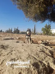  1 كلبه هسكي السيبير للبيع