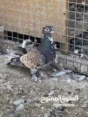  8 زوج بطاريق للبيع