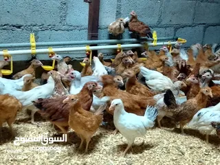  6 دجاج محلي هجين فرنسي 