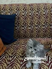  3 قط شيرازي عدد 2 ذكر وانثى