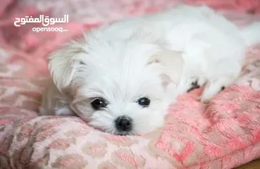  3 Adorable Maltese Puppy for Adoption – Loving Home Needed