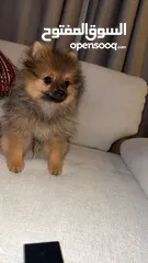  1 Male Pomarian best price