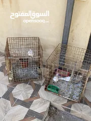  2 2 جوزين حمام كريم (يمام) للبيع جوز شغالات تحتهم بيض