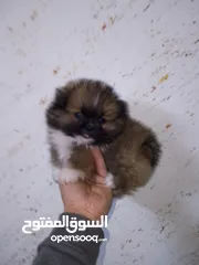  5 ذكر بومريني انت كب