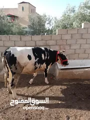  3 بكيره مسكره عشار 7 شهور نخب اول كفاله من كل شي  لواء الكوره كفرراكب