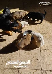  6 جراء نخب دم نظيف لولو فوكس + تبيت سبانيل الوان متعددة