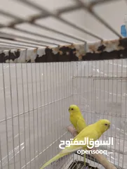  3 جوز طير حب لاتينو للبيع 120بدل 160