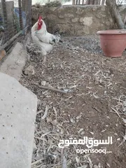  6 ديوك انجليزي عدد 2 للبيع