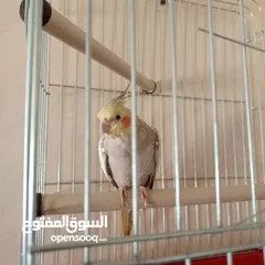  7 ذكر كوكتيل عمر 5 اشهر  البيع مع القفص
