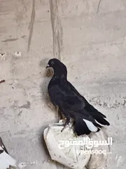  5 جواز مكابي نخب كله شغال