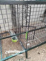  10 قفص حديد كبير للطيور او الارانب او الحيوانات الصغيرة