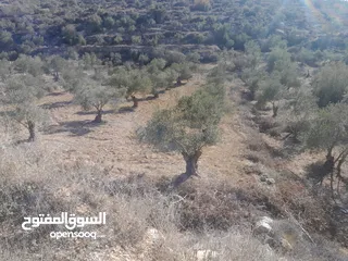  1 ارض مزروعة زيتون