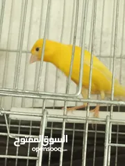  27 جوز كنار بناديق  شغال مع فرخهن