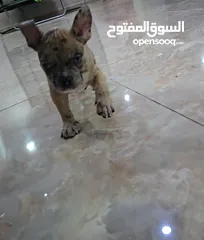  11 american bully exotic female 75 days  امريكان بولي اكزوتيك أنثى عمرها 75 يوم