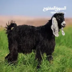  1 مطلوب مواليد وكباشه